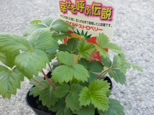 ワイルドストロベリー 花屋ブログ 奈良県磯城郡川西町の花屋 沢辺生花店にフラワーギフトはお任せください 当店は 安心と信頼の花キューピット加盟店です 花キューピットタウン