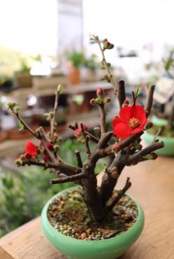 小さく仕立てたボケの花 花屋ブログ 奈良県磯城郡川西町の花屋 沢辺生花店にフラワーギフトはお任せください 当店は 安心と信頼の花キューピット加盟店です 花キューピットタウン