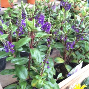 ベロニカ グレース 花屋ブログ 奈良県磯城郡川西町の花屋 沢辺生花店にフラワーギフトはお任せください 当店は 安心と信頼の花キューピット加盟店です 花キューピットタウン