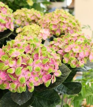 ハイドランジア マジカルシリーズ 花屋ブログ 奈良県磯城郡川西町の花屋 沢辺生花店にフラワーギフトはお任せください 当店は 安心と信頼の花キューピット加盟店です 花キューピットタウン