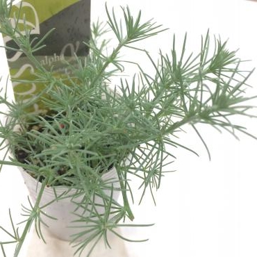 ロータス コットンキャンディ 花屋ブログ 奈良県磯城郡川西町の花屋 沢辺生花店にフラワーギフトはお任せください 当店は 安心と信頼の花 キューピット加盟店です 花キューピットタウン