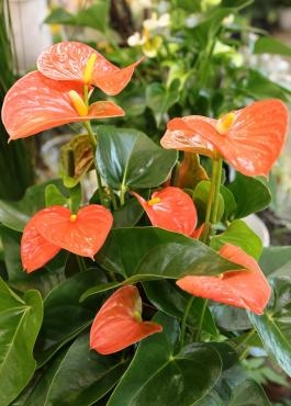 アンスリウム オレンジチャンピオン 花屋ブログ 奈良県磯城郡川西町の花屋 沢辺生花店にフラワーギフトはお任せください 当店は 安心と信頼の花キューピット加盟店です 花キューピットタウン
