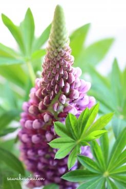 ルピナス 花屋ブログ 奈良県磯城郡川西町の花屋 沢辺生花店にフラワーギフトはお任せください 当店は 安心と信頼の花キューピット加盟店です 花 キューピットタウン