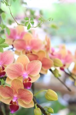 胡蝶蘭 アプリコットスマイル 花屋ブログ 奈良県磯城郡川西町の花屋 沢辺生花店にフラワーギフトはお任せください 当店は 安心と信頼の花 キューピット加盟店です 花キューピットタウン