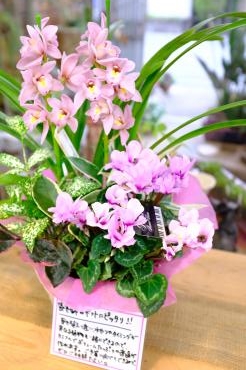 「寄せ鉢。」｜「沢辺生花店」　（奈良県磯城郡川西町の花キューピット加盟店 花屋）のブログ
