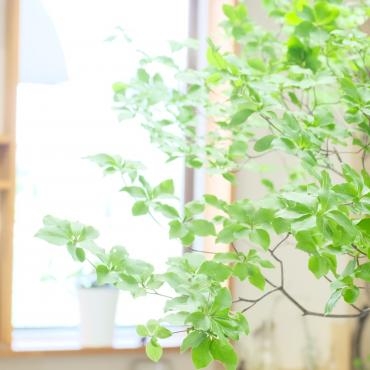 ドウダンツツジ 花屋ブログ 奈良県磯城郡川西町の花屋 沢辺生花店にフラワーギフトはお任せください 当店は 安心と信頼の花 キューピット加盟店です 花キューピットタウン