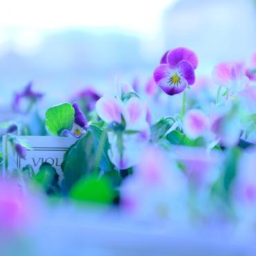 ビオレッタ 小輪タイプのビオラ 花屋ブログ 奈良県磯城郡川西町の花屋 沢辺生花店にフラワーギフトはお任せください 当店は 安心と信頼の花 キューピット加盟店です 花キューピットタウン