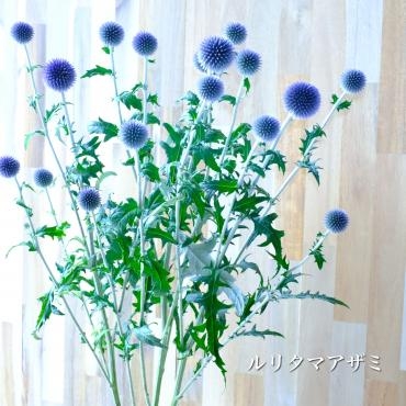 いけばな ルリタマアザミ 花屋ブログ 奈良県磯城郡川西町の花屋 沢辺生花店にフラワーギフトはお任せください 当店は 安心と信頼の花キューピット加盟店です 花キューピットタウン