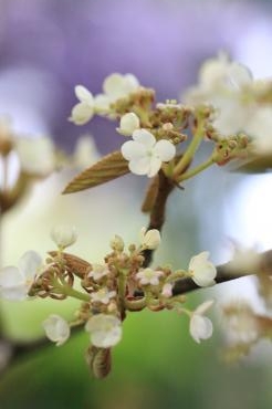 いけばな　枝物　ムシカリ