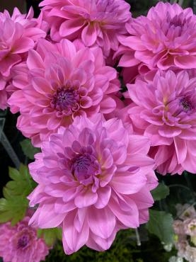 「話題の日持ちダリア・エターニティロマンスが入荷しました。」 | 花屋ブログ | 奈良県磯城郡川西町の花屋 沢辺生花店にフラワーギフトはお任せ