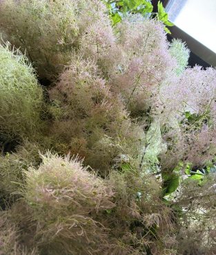 『枝物- スモークツリー -』｜「沢辺生花店」　（奈良県磯城郡川西町の花キューピット加盟店 花屋）のブログ