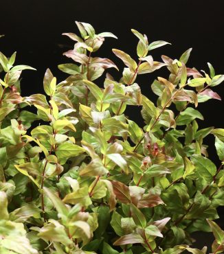 『枝物・紅葉ヒペリカム』｜「沢辺生花店」　（奈良県磯城郡川西町の花キューピット加盟店 花屋）のブログ